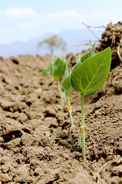 Calidad en trabajo de campo